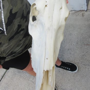 B-Grade 17" Horns on 16" Red Hartebeest Skull 