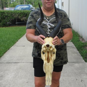 B-Grade 19" Horns on 17" Red Hartebeest Skull 