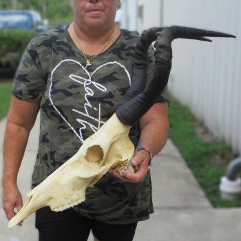 B-Grade 19" Horns on 17" Red Hartebeest Skull 