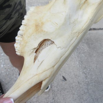 B-Grade 19" Horns on 17" Red Hartebeest Skull 