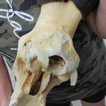 B-Grade 19" Horns on 17" Red Hartebeest Skull 