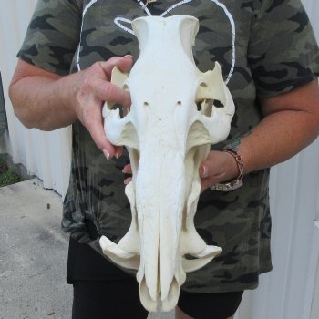 14" African Bushpig Skull 