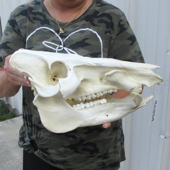 14" African Bushpig Skull 