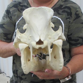 14" African Bushpig Skull 
