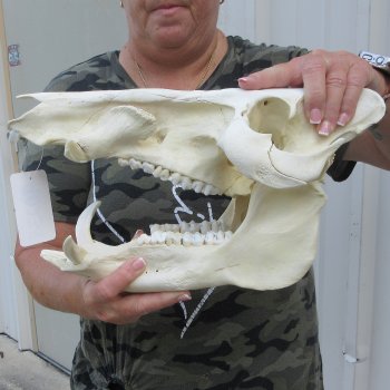 14" African Bushpig Skull 