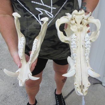 14" African Bushpig Skull 