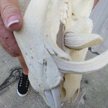 14" African Bushpig Skull 