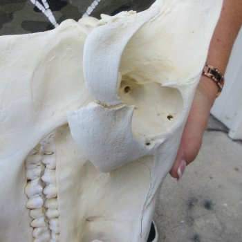 14" African Bushpig Skull 