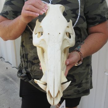14" African Bushpig Skull 