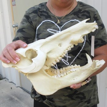 14" African Bushpig Skull 