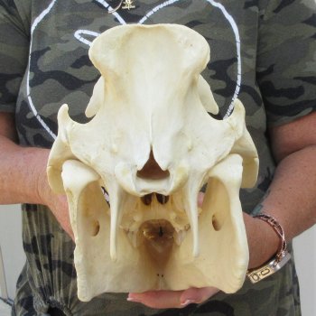 14" African Bushpig Skull 