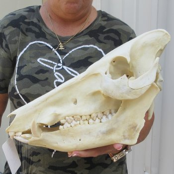 14" African Bushpig Skull 