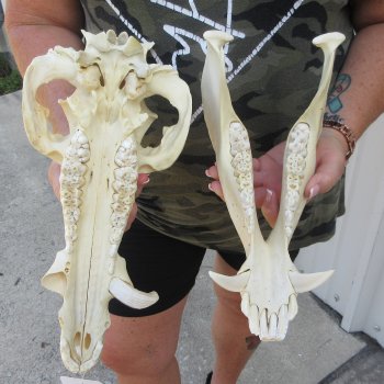 14" African Bushpig Skull 