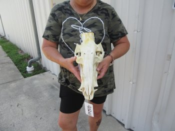 13-1/2" African Bushpig Skull 