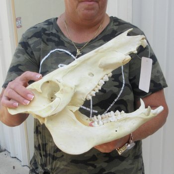 13-1/2" African Bushpig Skull 