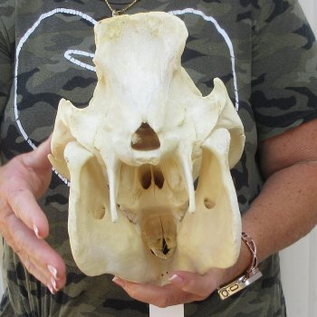 13-1/2" African Bushpig Skull 