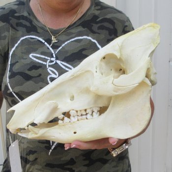 13-1/2" African Bushpig Skull 