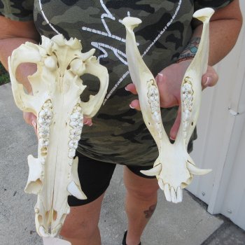 13-1/2" African Bushpig Skull 