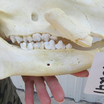 13-1/2" African Bushpig Skull 