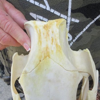 13-1/2" African Bushpig Skull 