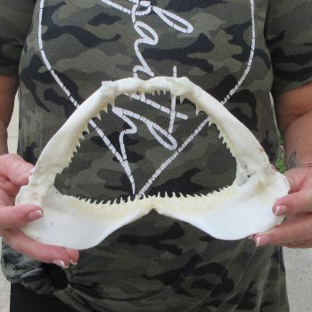 Authentic 9-1/2 inch Blacktip Shark Jaw (Carcharhinus limbatus)  for sale- $60