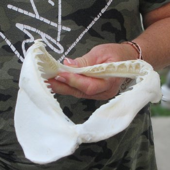 Authentic 9-1/2 inch Blacktip Shark Jaw (Carcharhinus limbatus)  for sale- $60