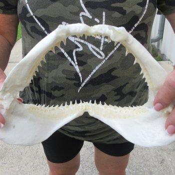 Authentic 9-1/2 inch Blacktip Shark Jaw (Carcharhinus limbatus)  for sale- $60