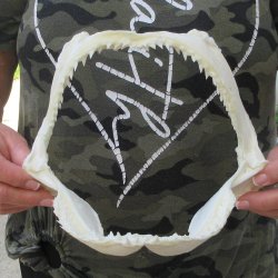 Authentic 9 inch Bl...