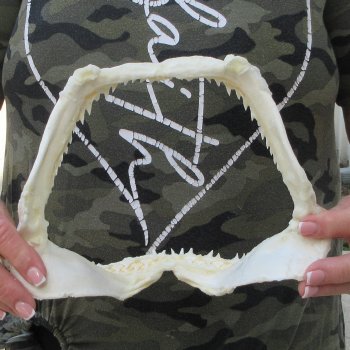 Authentic 9 inch Blacktip Shark Jaw (Carcharhinus limbatus)  for sale- $60
