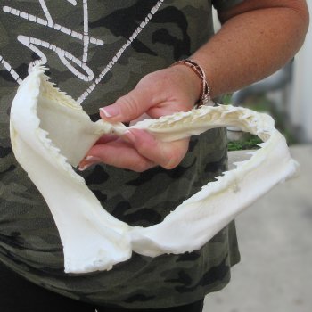 Authentic 9 inch Blacktip Shark Jaw (Carcharhinus limbatus)  for sale- $60