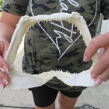 Authentic 9 inch Blacktip Shark Jaw (Carcharhinus limbatus)  for sale- $60