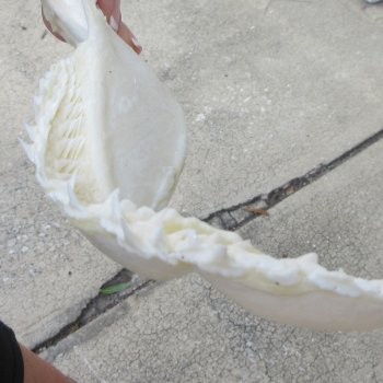 Authentic 9 inch Blacktip Shark Jaw (Carcharhinus limbatus)  for sale- $60
