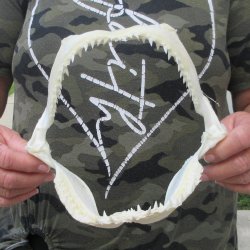 Authentic 8 inch Bl...