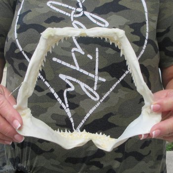 Authentic 8 inch Blacktip Shark Jaw (Carcharhinus limbatus)  for sale- $50