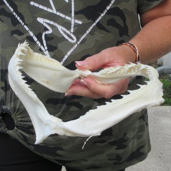 Authentic 8 inch Blacktip Shark Jaw (Carcharhinus limbatus)  for sale- $50