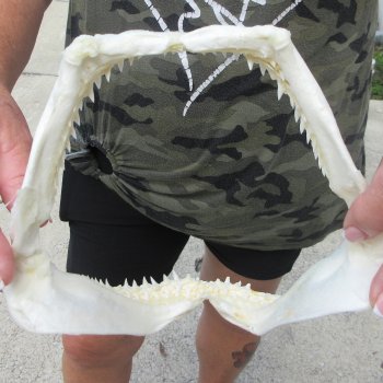 Authentic 8 inch Blacktip Shark Jaw (Carcharhinus limbatus)  for sale- $50