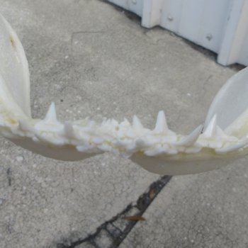 Authentic 8 inch Blacktip Shark Jaw (Carcharhinus limbatus)  for sale- $50