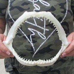 Authentic 8 inch Bl...