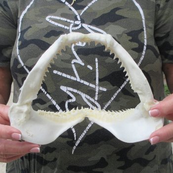 Authentic 8 inch Blacktip Shark Jaw (Carcharhinus limbatus)  for sale- $50