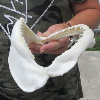 Authentic 8 inch Blacktip Shark Jaw (Carcharhinus limbatus)  for sale- $50