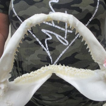 Authentic 8 inch Blacktip Shark Jaw (Carcharhinus limbatus)  for sale- $50