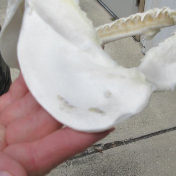 Authentic 8 inch Blacktip Shark Jaw (Carcharhinus limbatus)  for sale- $50