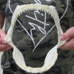 Authentic 8 inch Bl...