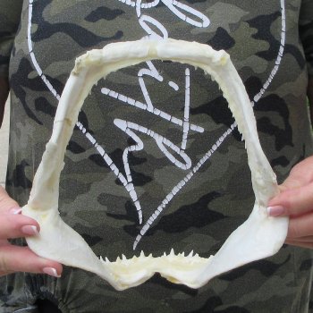 Authentic 8 inch Blacktip Shark Jaw (Carcharhinus limbatus)  for sale- $55