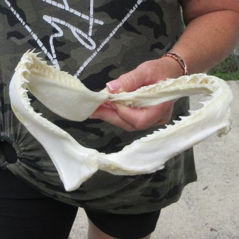 Authentic 8 inch Blacktip Shark Jaw (Carcharhinus limbatus)  for sale- $55