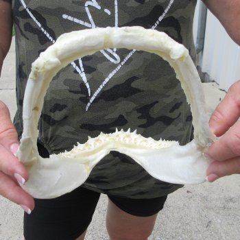 Authentic 8 inch Blacktip Shark Jaw (Carcharhinus limbatus)  for sale- $55