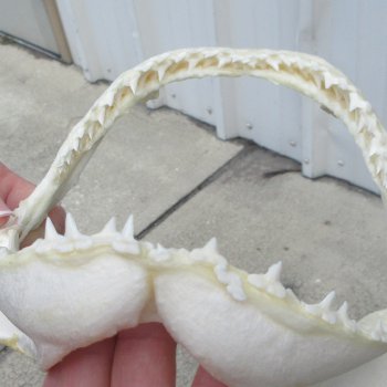 Authentic 8 inch Blacktip Shark Jaw (Carcharhinus limbatus)  for sale- $55