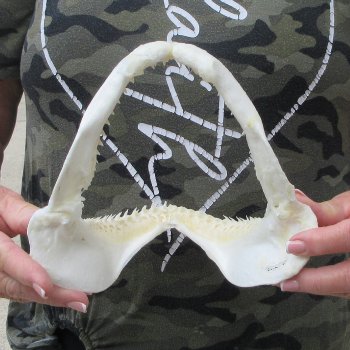 Authentic 7-1/2 inch Blacktip Shark Jaw (Carcharhinus limbatus)  for sale- $45