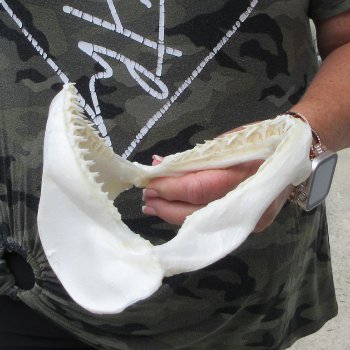 Authentic 7-1/2 inch Blacktip Shark Jaw (Carcharhinus limbatus)  for sale- $45