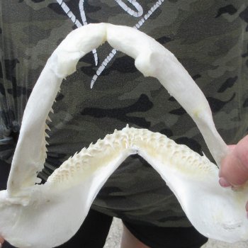 Authentic 7-1/2 inch Blacktip Shark Jaw (Carcharhinus limbatus)  for sale- $45